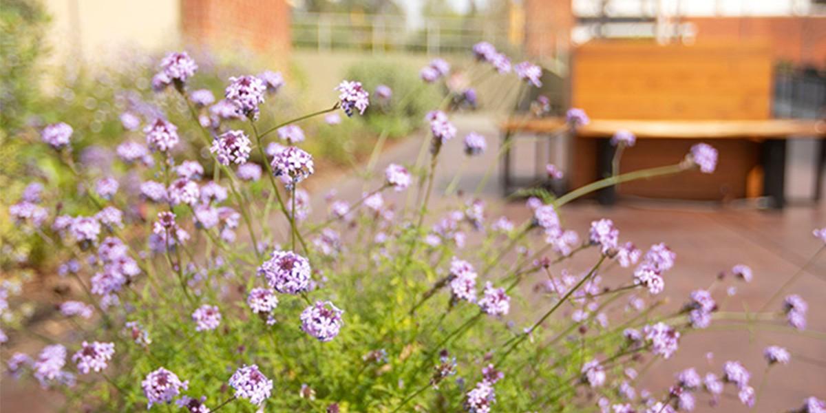 Purple flowers in garden