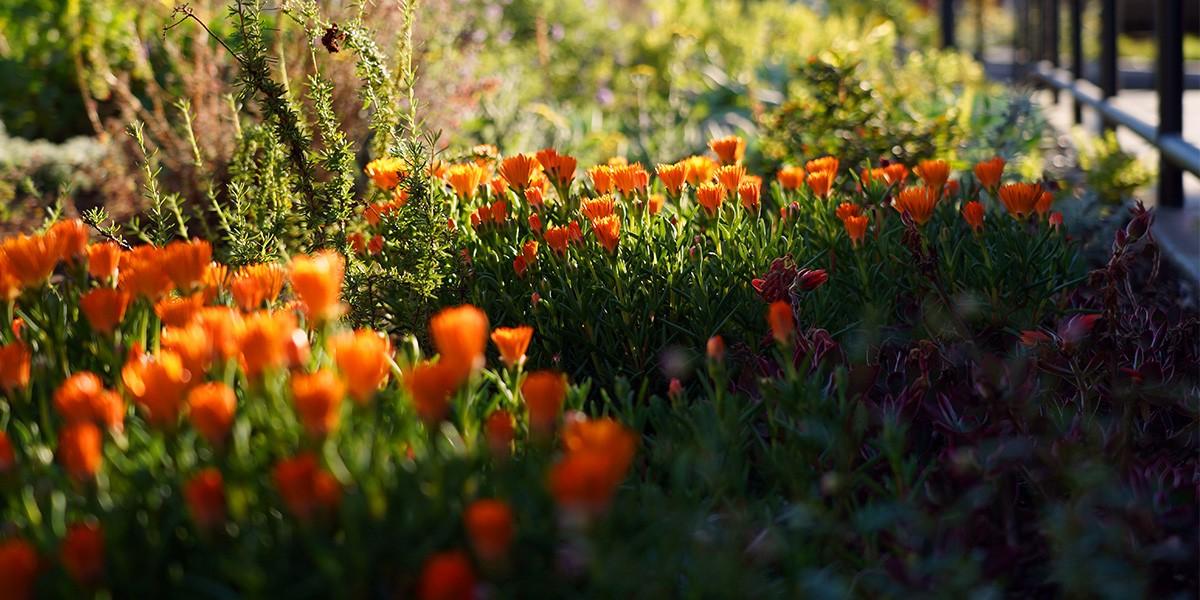 Orange flowers in garden