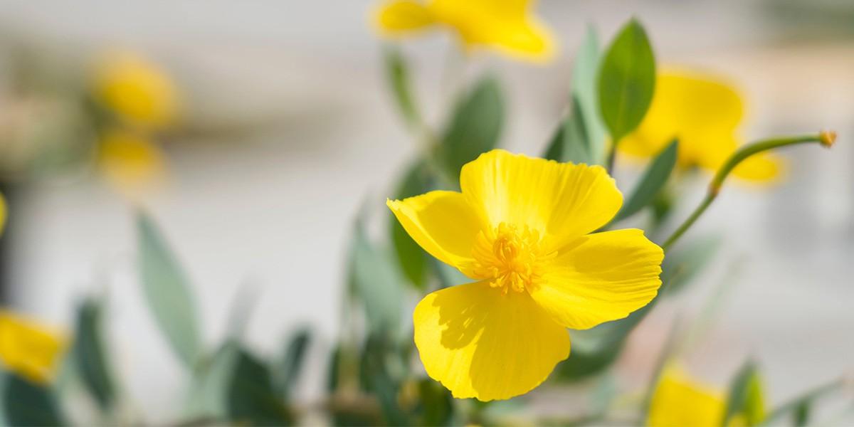 Yellow flower close up in garden