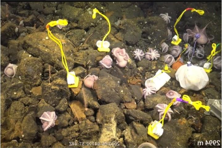 deep-sea octopus nursery